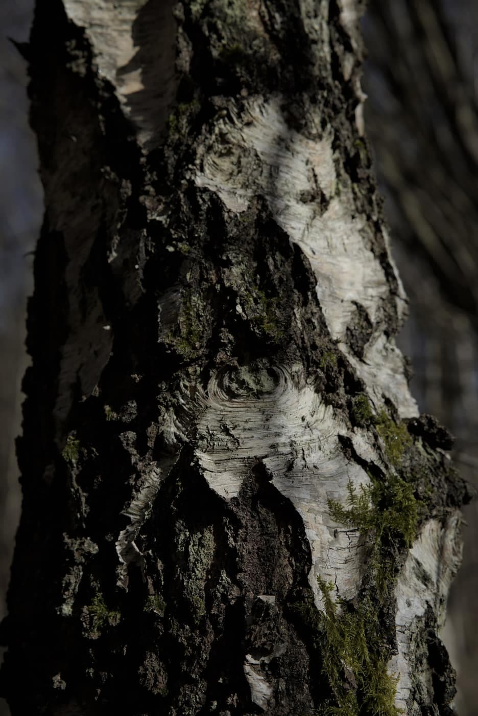 Birkebark
