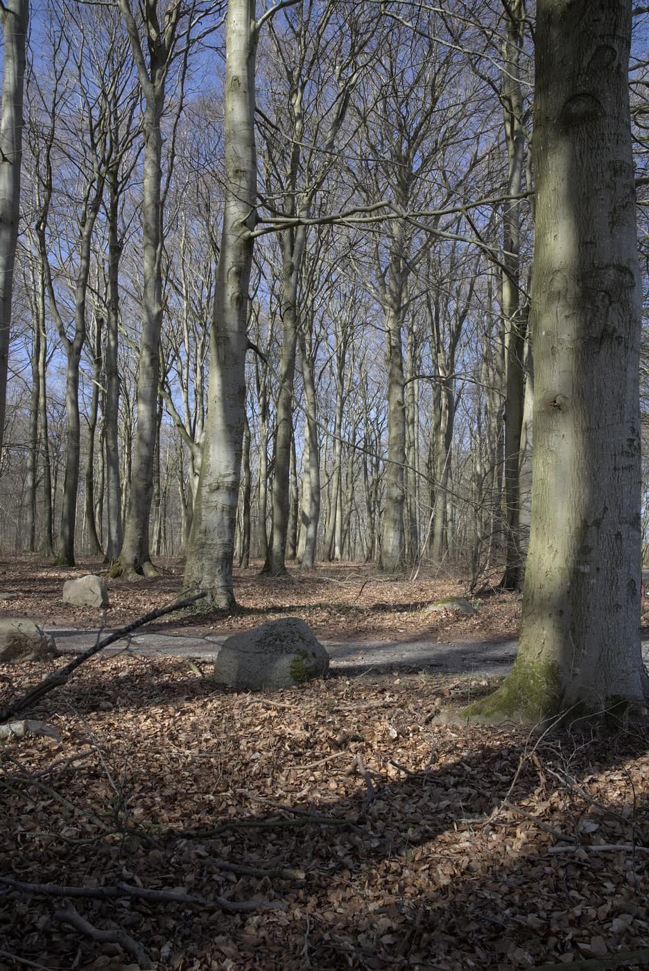 Sten i skov