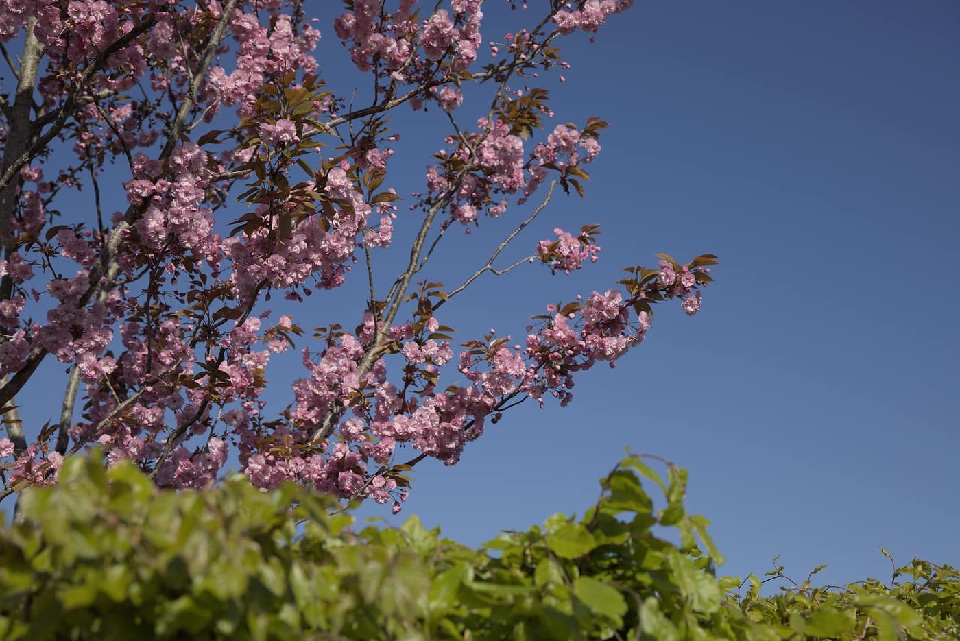 Kirsebærblomst