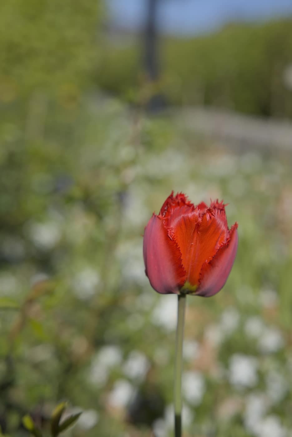 Rød tulipan
