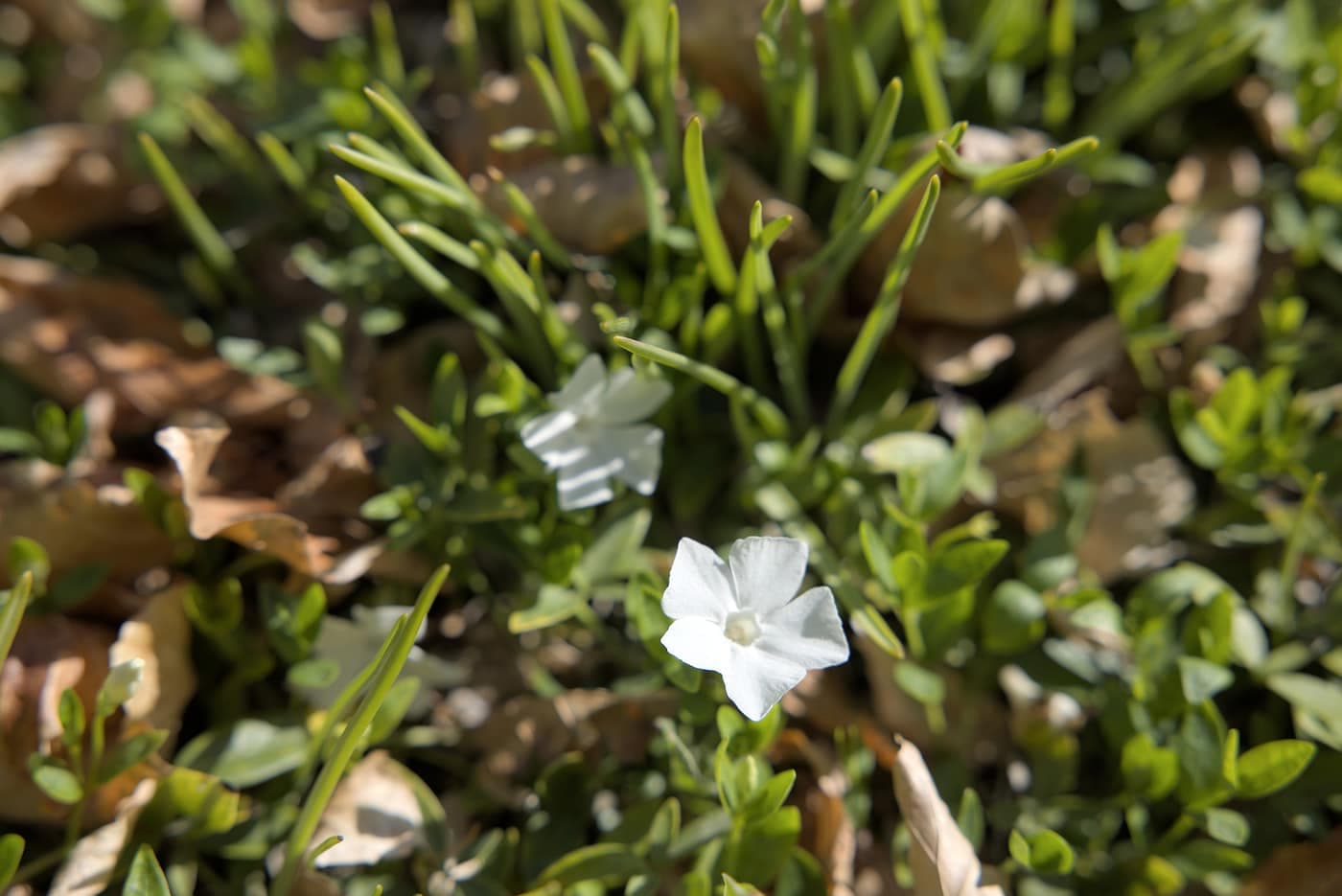 Lille hvid blomst