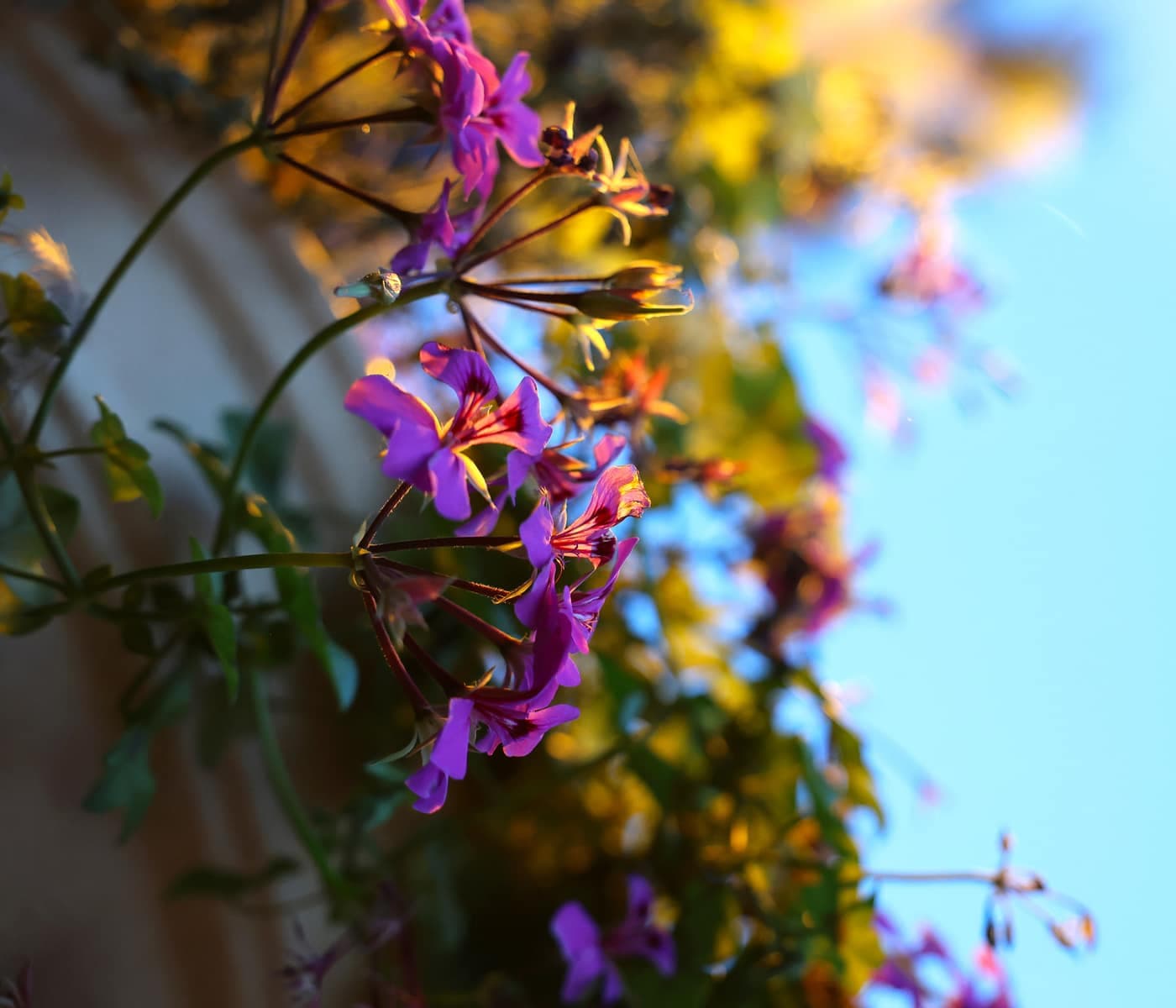 Blomster og himmel