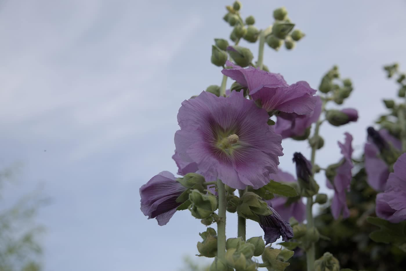 Stokrose