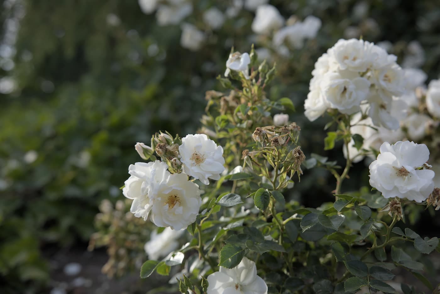 Rosenklynge