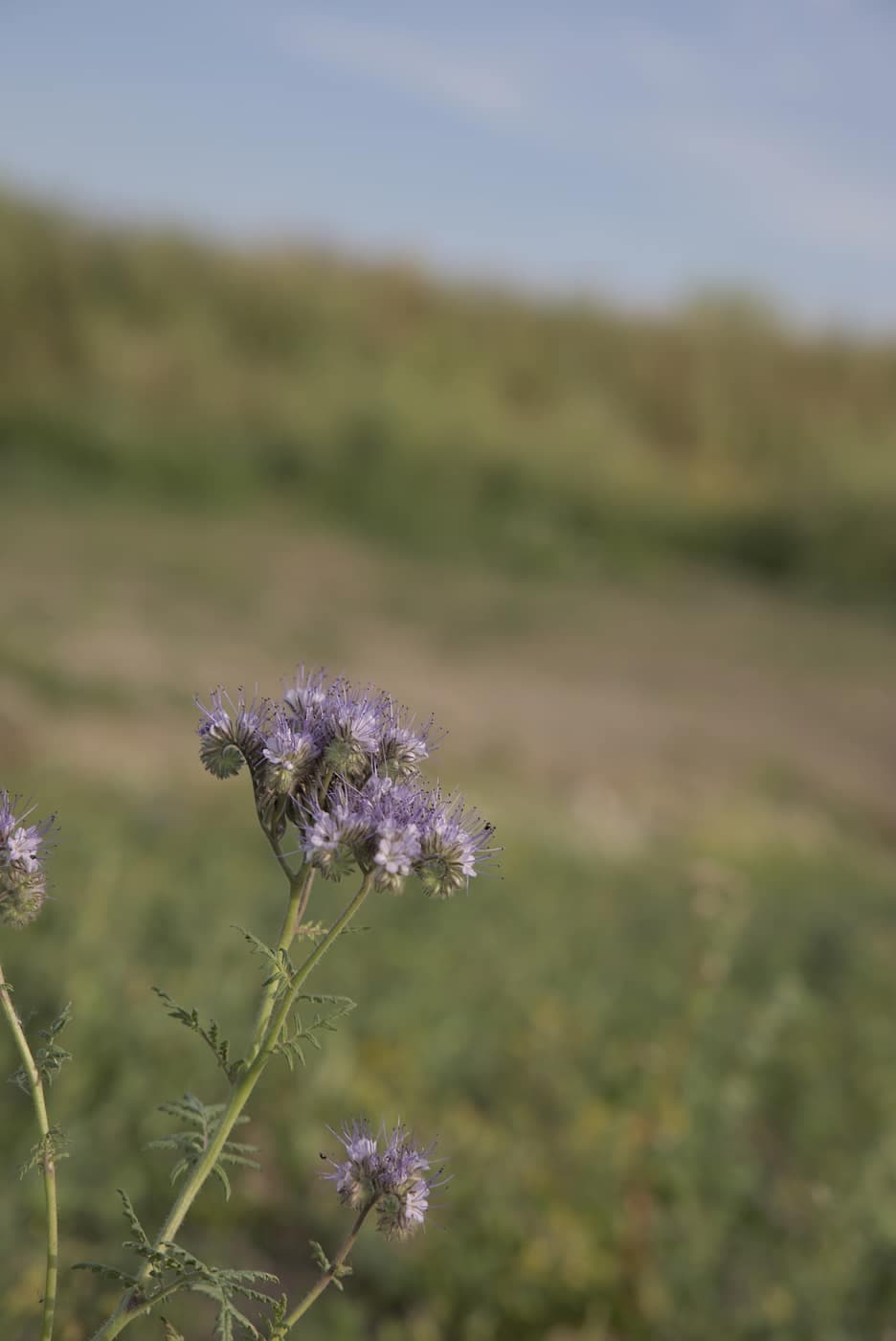 Violet mark