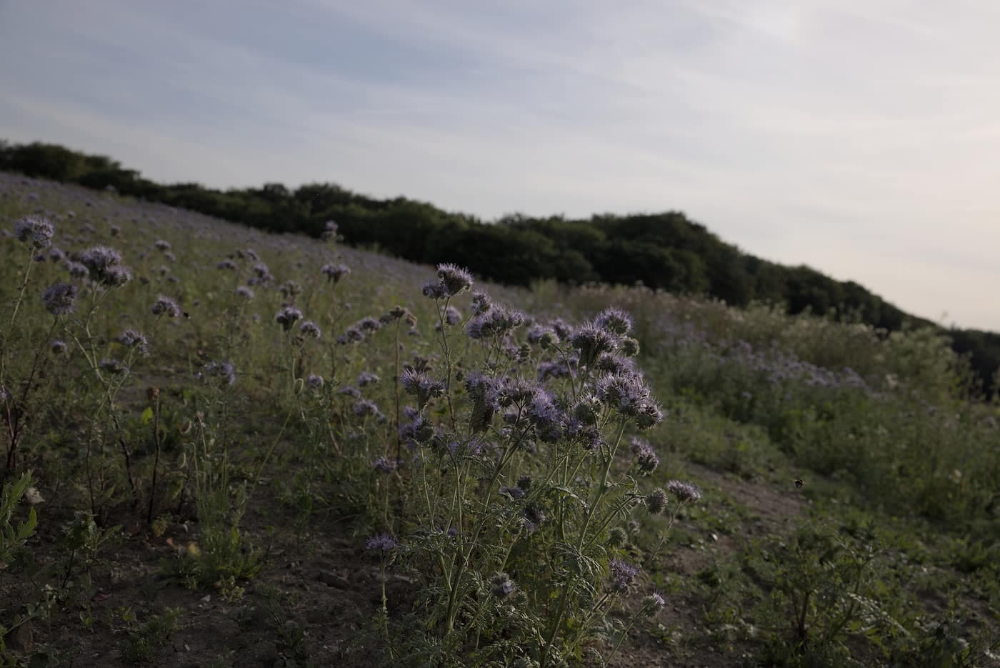 Blomsterskrænt
