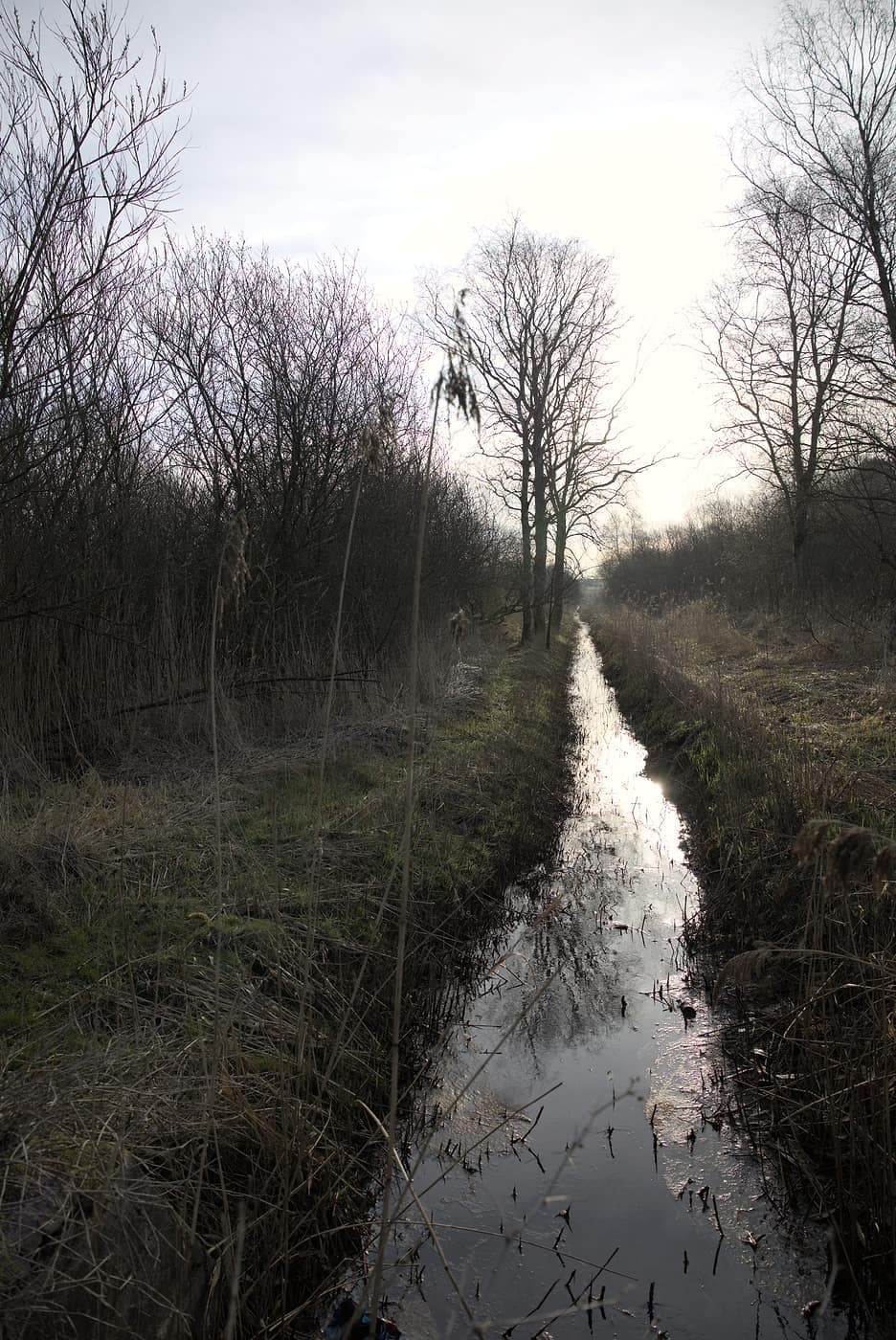 Kanal i skov