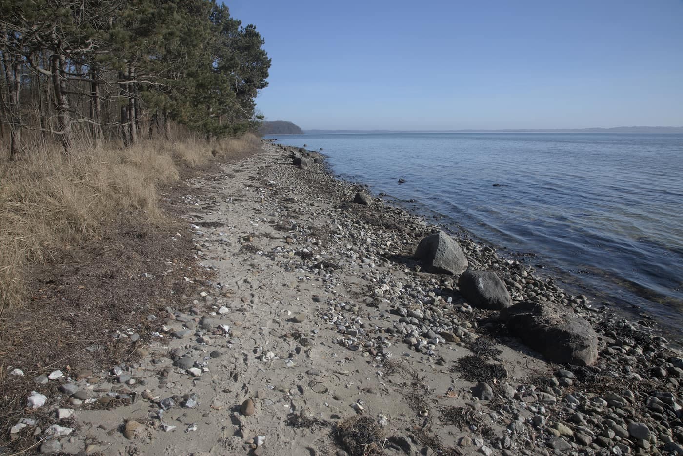Skov møder strand