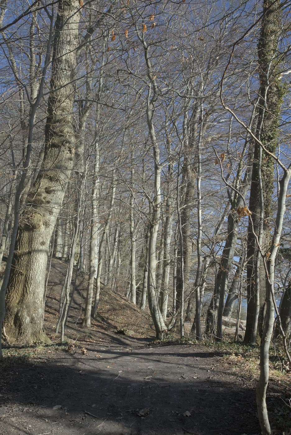 Skovsti