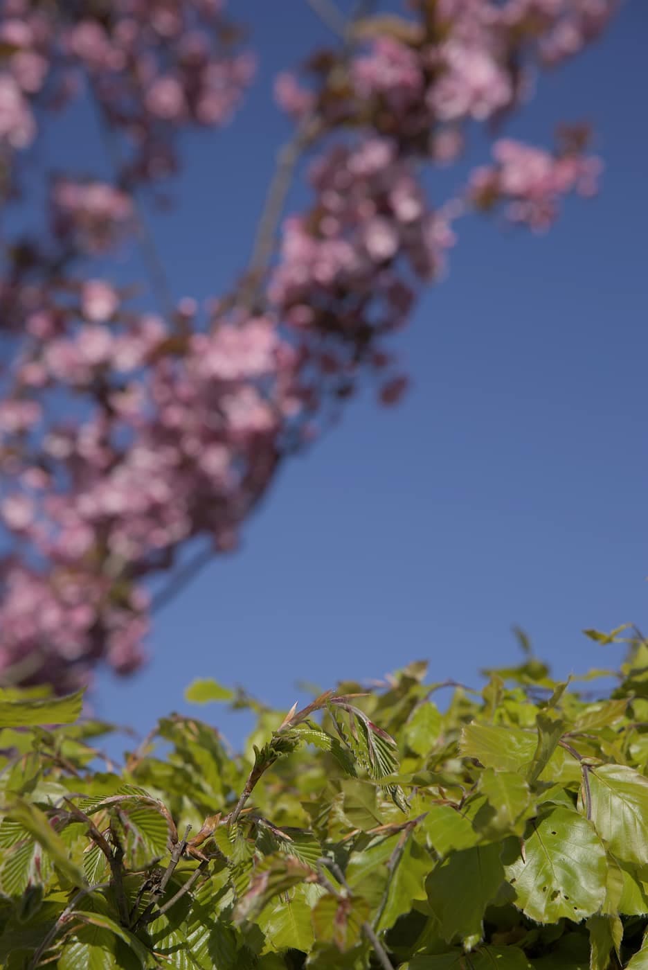 Blød blomst