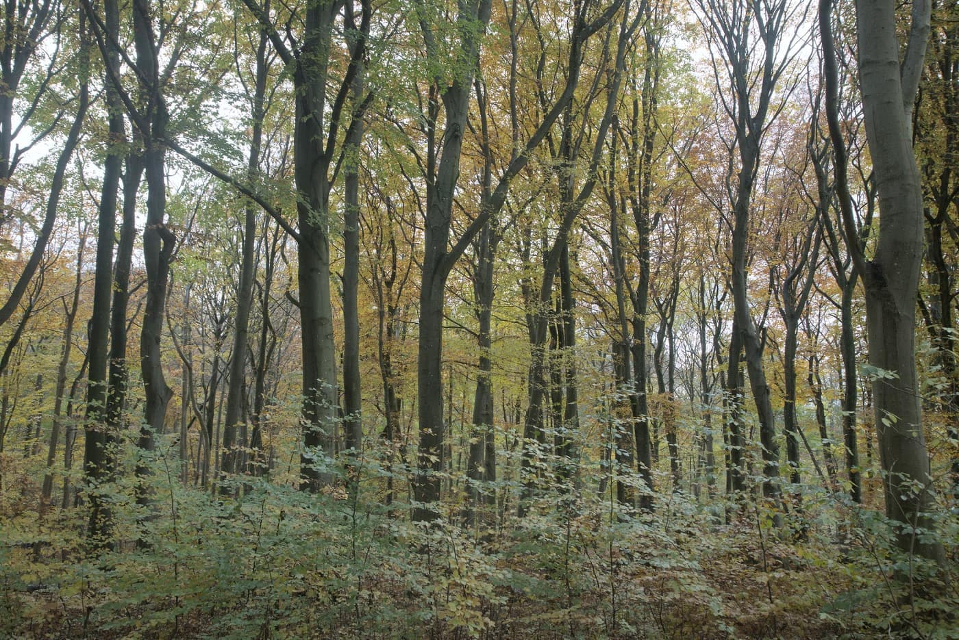 Tæt skov