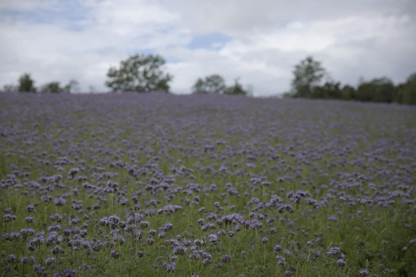 Blomstermark