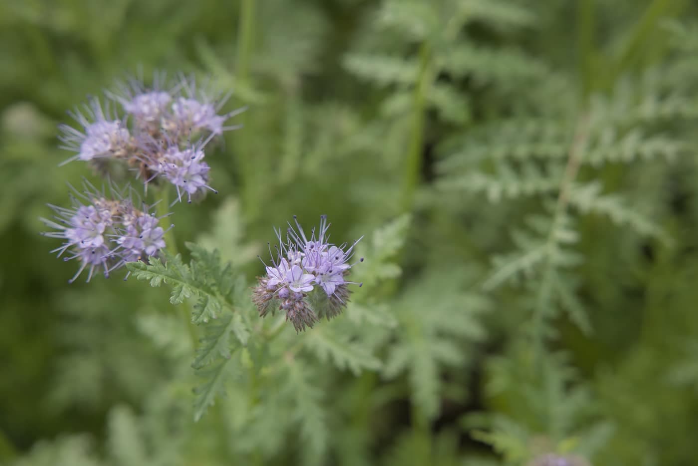 Blomsterclose