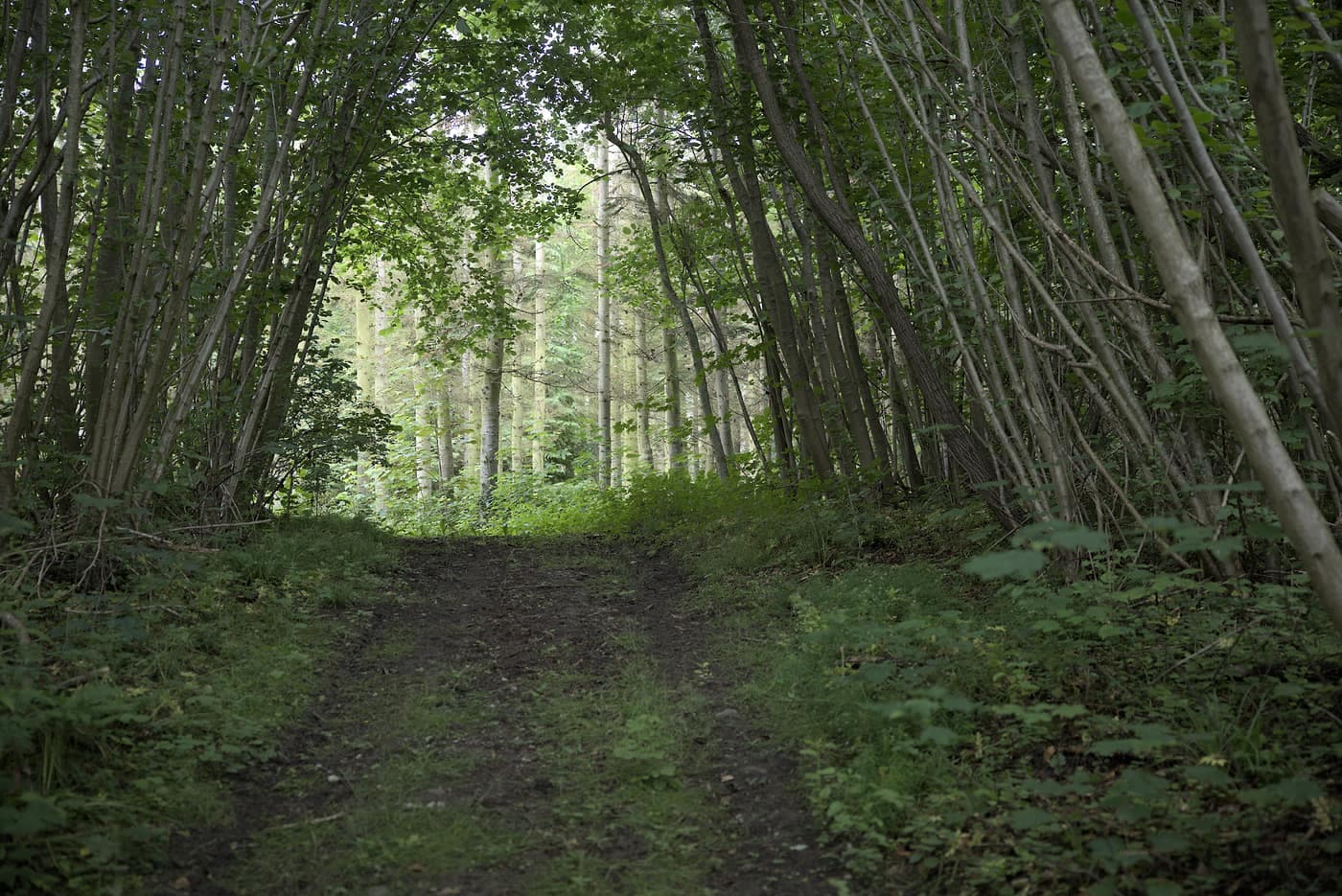 Trætunnel