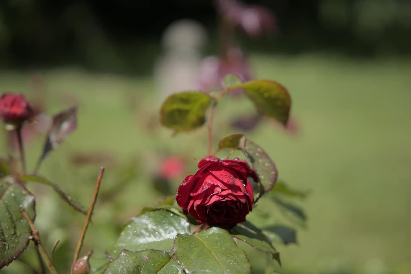 Rød rose