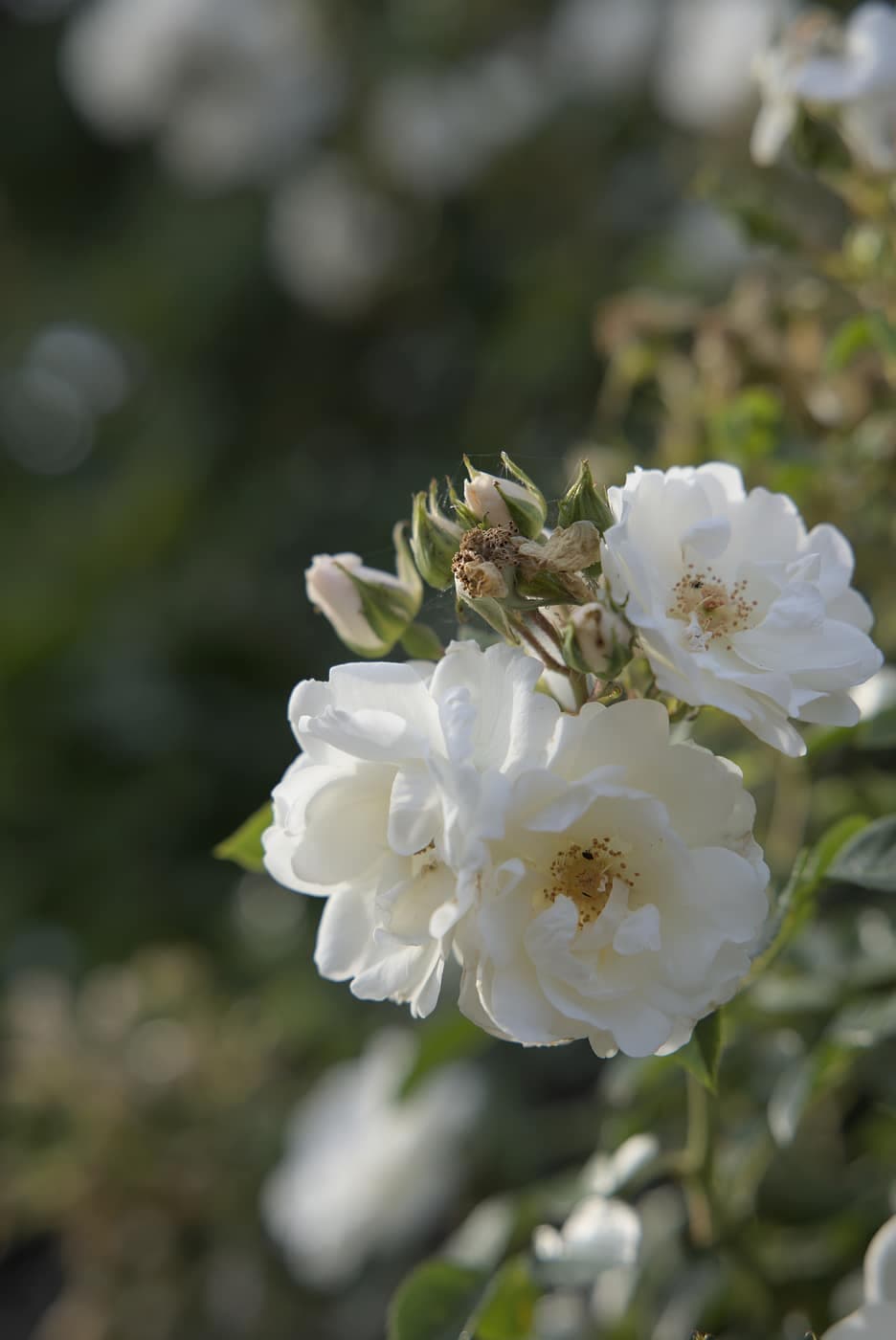 Hvid rose