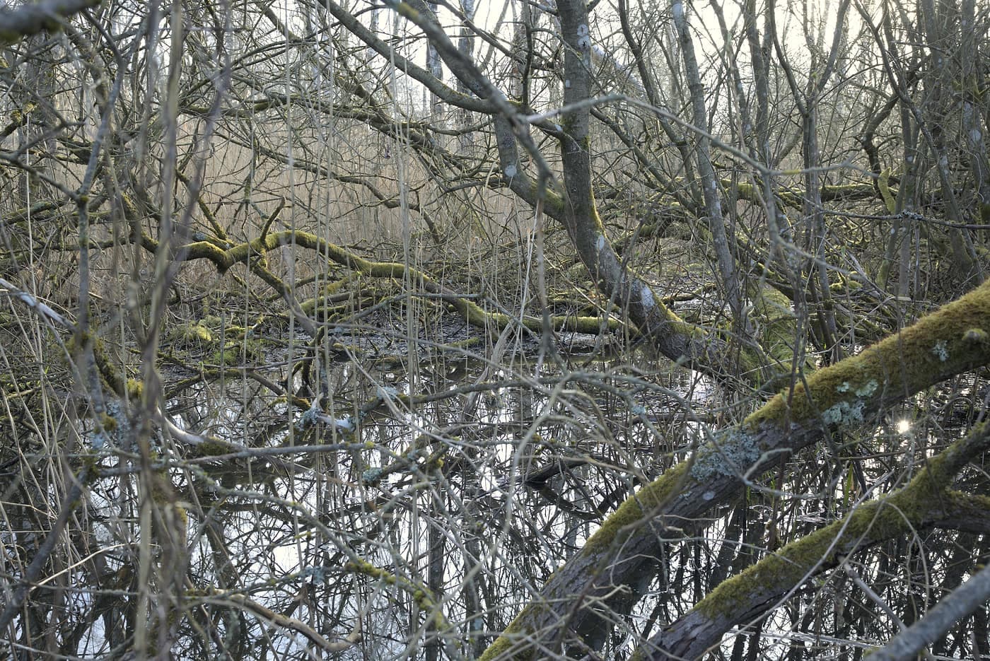 Grenværk